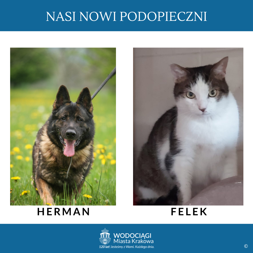 Nasi nowi podopieczni.Pies Herman i kot Felek. 